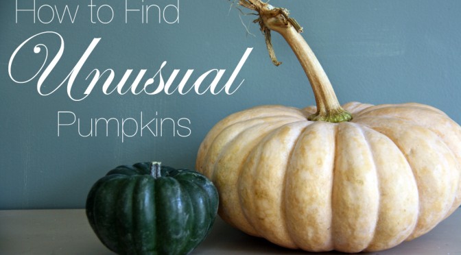 How to Find Unusual Pumpkins | redleafstyle.com